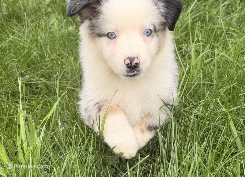 Finn – Australian Shepherd puppy for sale in North Branch, MI