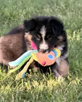 Penny, a female Australian Shepherd and German Shepherd Dog for sale in North Branch, MI – 9 of 10
