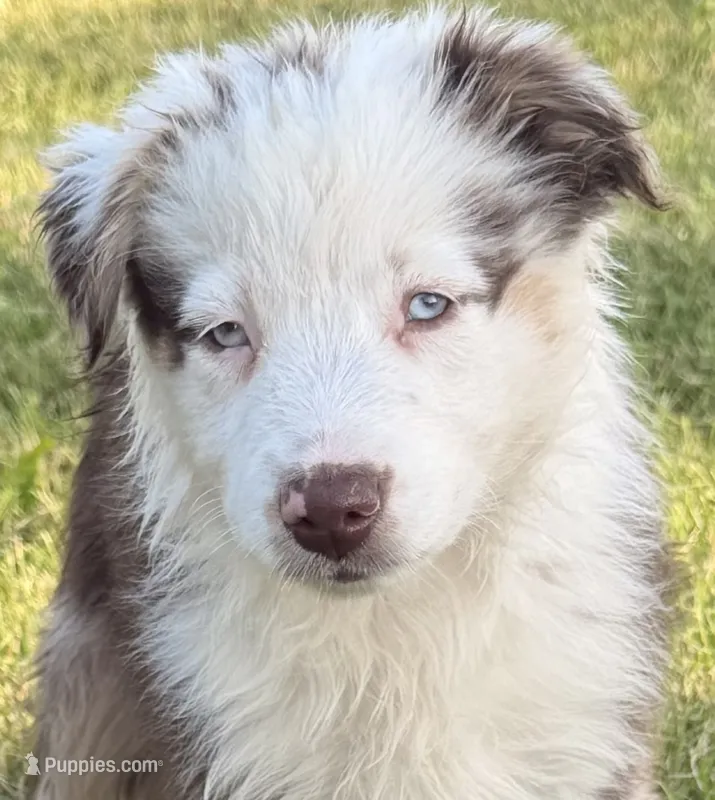 Ellie – Australian Shepherd puppy for sale in North Branch, MI