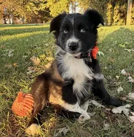 Penny, a female Australian Shepherd for sale in North Branch, MI – 6 of 10