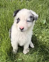 Mandy, a female Australian Shepherd for sale in North Branch, MI – 4 of 8