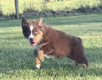 Penny , a female Australian Shepherd for sale in North Branch, MI – 3 of 10