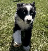 Ivy, a female Australian Shepherd for sale in North Branch, MI – Photo 4 of 6