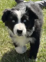 Ivy, a female Australian Shepherd for sale in North Branch, MI – Photo 5 of 6