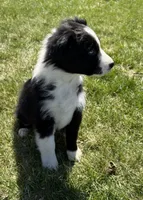 Ivy, a female Australian Shepherd for sale in North Branch, MI – Photo 6 of 6