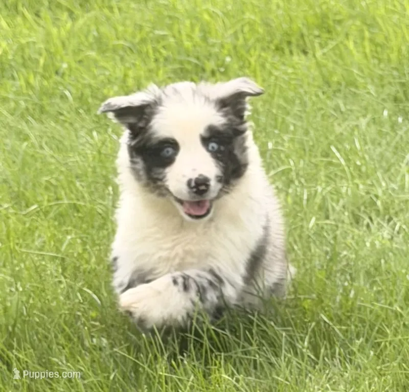 Ruby – Australian Shepherd puppy for sale in North Branch, MI