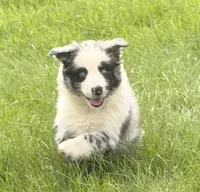 Ruby, a female Australian Shepherd for sale in North Branch, MI – 1 of 8