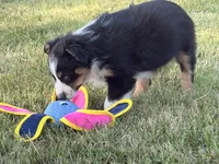 Sophie , a female Australian Shepherd for sale in North Branch, MI – 2 of 10