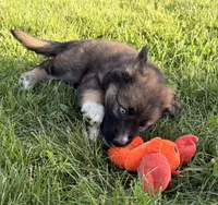 Dolly, a female Australian Shepherd and German Shepherd Dog for sale in North Branch, MI – 7 of 10