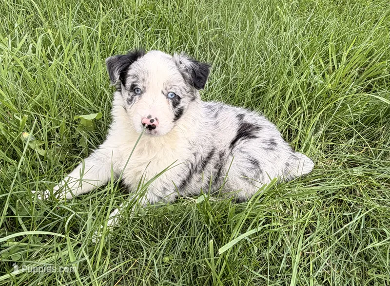 Lily – Australian Shepherd puppy for sale in North Branch, MI