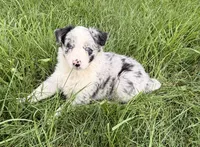 Lily, a female Australian Shepherd for sale in North Branch, MI – 1 of 6