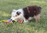 Ellie, a female Australian Shepherd for sale in North Branch, MI – 5 of 6