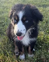 Ollie, a male Australian Shepherd for sale in North Branch, MI – 7 of 8
