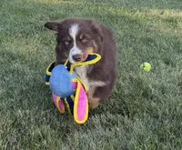 Penny , a female Australian Shepherd for sale in North Branch, MI – 4 of 10