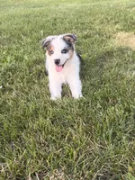 Pearl, a female Australian Shepherd for sale in North Branch, MI – 8 of 10