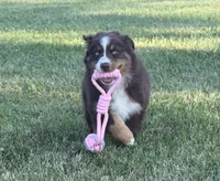 Penny , a female Australian Shepherd for sale in North Branch, MI – 5 of 10