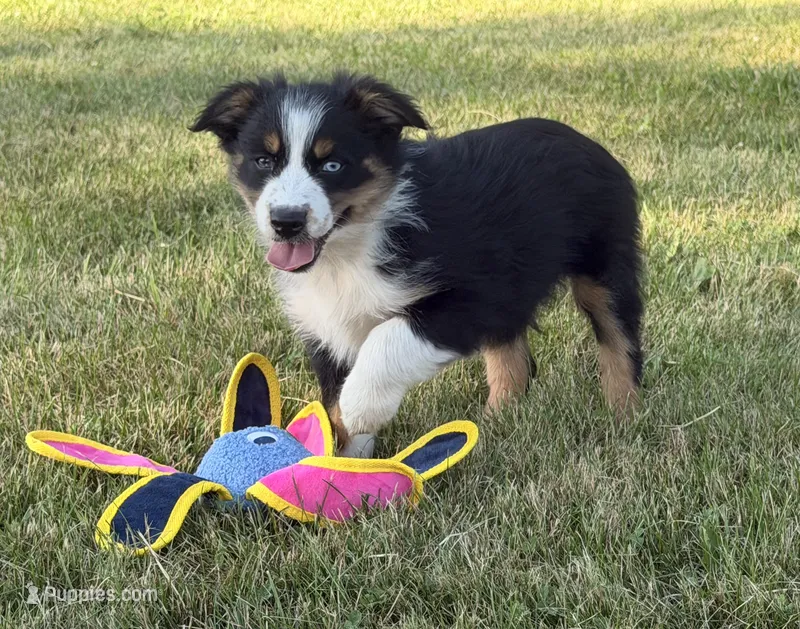 Sophie  – Australian Shepherd puppy for sale in North Branch, MI