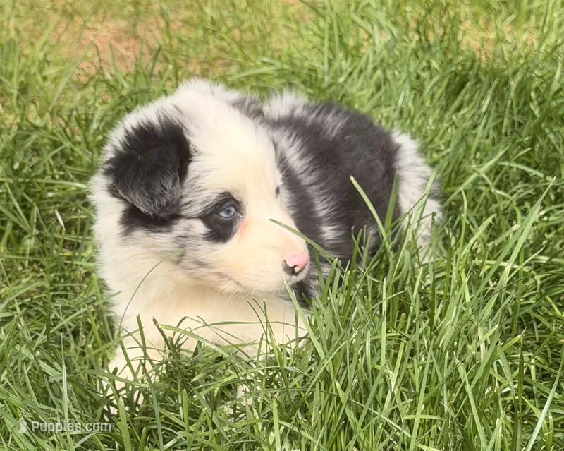 Mandy – Australian Shepherd puppy for sale in North Branch, MI