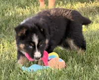 Penny, a female Australian Shepherd and German Shepherd Dog for sale in North Branch, MI – 7 of 10