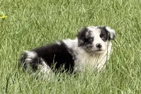 Remi, a male Australian Shepherd for sale in North Branch, MI – 3 of 7