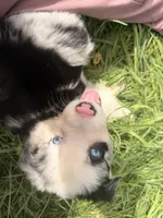 Mandy, a female Australian Shepherd for sale in North Branch, MI – 5 of 8