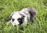 Ruby, a female Australian Shepherd for sale in North Branch, MI – 4 of 8