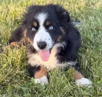 Ollie, a male Australian Shepherd for sale in North Branch, MI – 2 of 8