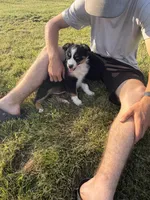 Sophie , a female Australian Shepherd for sale in North Branch, MI – 9 of 10