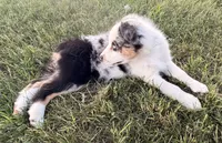 Pearl, a female Australian Shepherd for sale in North Branch, MI – 10 of 10