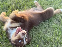Charlie, a male Australian Shepherd for sale in North Branch, MI – 4 of 5