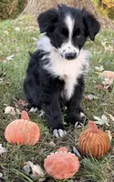 Percy, a male Australian Shepherd for sale in North Branch, MI – 9 of 9