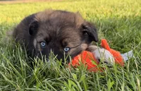 Dolly, a female Australian Shepherd and German Shepherd Dog for sale in North Branch, MI – 9 of 10