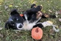Penny, a female Australian Shepherd for sale in North Branch, MI – 3 of 10