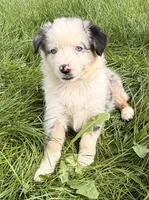 Finn, a male Australian Shepherd for sale in North Branch, MI – 6 of 6