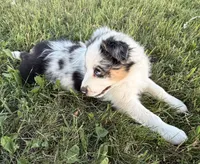 Pearl, a female Australian Shepherd for sale in North Branch, MI – 9 of 10
