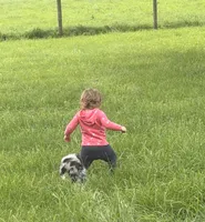 Lucy, a female Australian Shepherd for sale in North Branch, MI – 6 of 10
