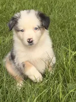 Finn, a male Australian Shepherd for sale in North Branch, MI – 2 of 6