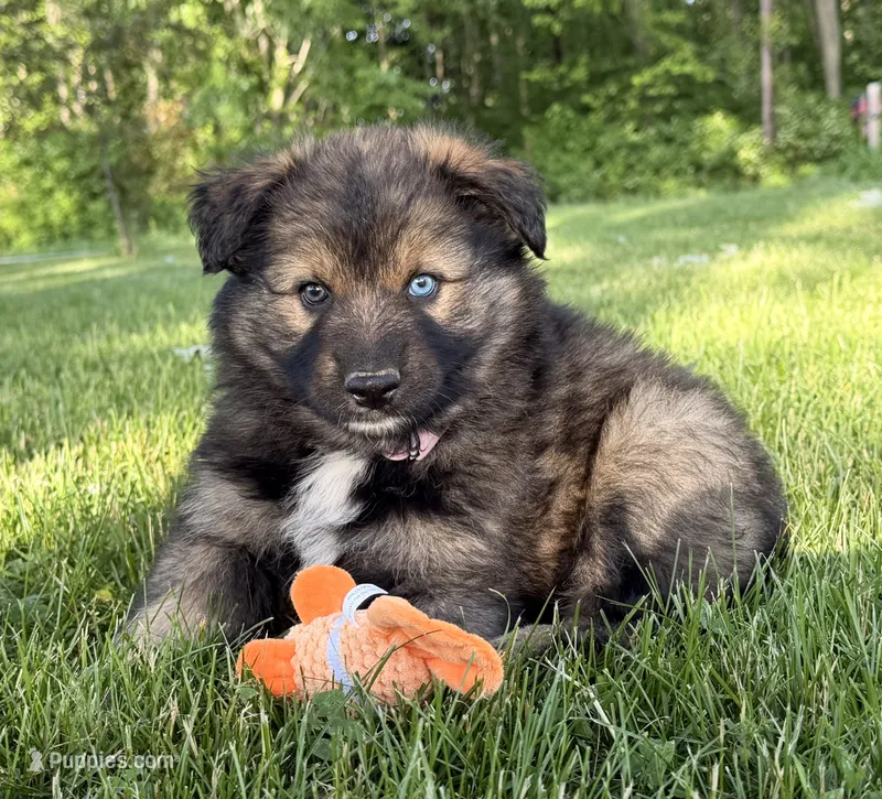 Blue  – Australian Shepherd, German Shepherd Dog puppy for sale in North Branch, MI