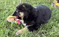 Penny, a female Australian Shepherd and German Shepherd Dog for sale in North Branch, MI – 4 of 10