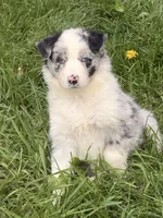 Lily, a female Australian Shepherd for sale in North Branch, MI – 6 of 6