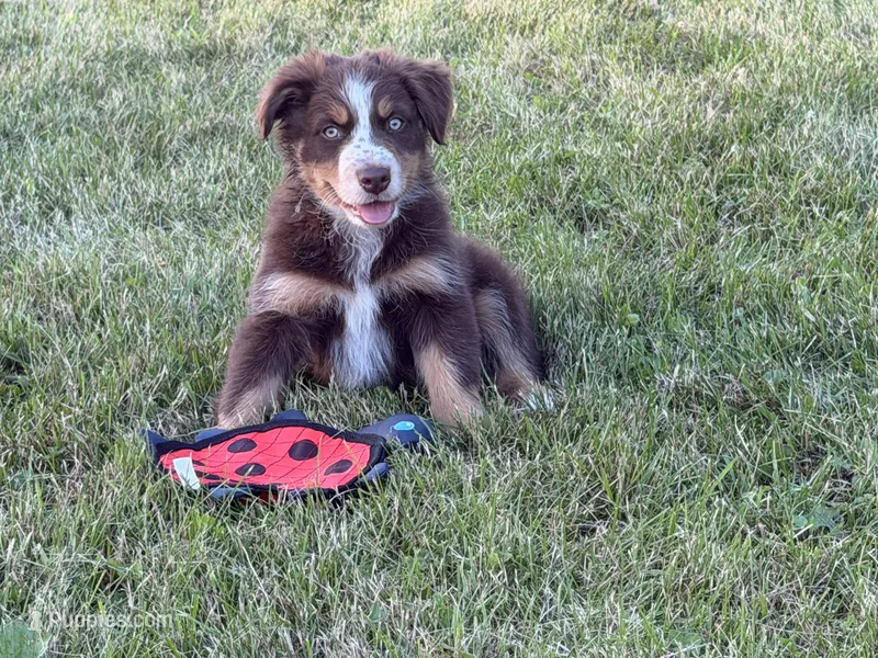 Charlie – Australian Shepherd puppy for sale in North Branch, MI