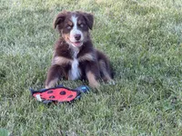 Charlie, a male Australian Shepherd for sale in North Branch, MI – 3 of 5