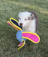Ellie, a female Australian Shepherd for sale in North Branch, MI – 2 of 6