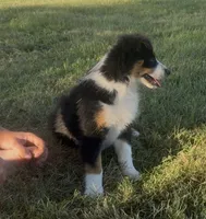 Sophie , a female Australian Shepherd for sale in North Branch, MI – 3 of 10