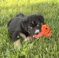 Mandy, a female Australian Shepherd and German Shepherd Dog for sale in North Branch, MI – 2 of 10