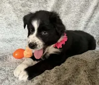 Ivy, a female Australian Shepherd for sale in North Branch, MI – Photo 1 of 4