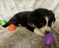 Ivy, a female Australian Shepherd for sale in North Branch, MI – Photo 4 of 4