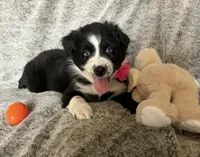 Ivy, a female Australian Shepherd for sale in North Branch, MI – Photo 3 of 4