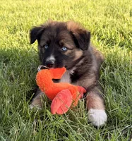 Dolly, a female Australian Shepherd and German Shepherd Dog for sale in North Branch, MI – 8 of 10