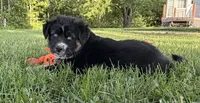 Mandy, a female Australian Shepherd and German Shepherd Dog for sale in North Branch, MI – 1 of 10